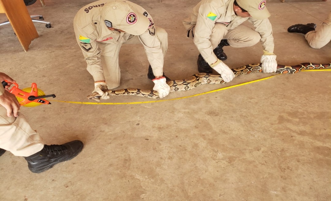 Jibóia de mais de dois metros é capturada em quintal no bairro Seis de Agosto